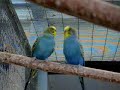 Budgie Singing