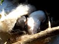 sleeping baby-mice... :o)