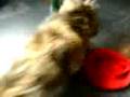 cat doesnt like to wear a hat