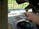Chameleon feeding.  Tonge behavior.