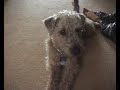 Tricking My Dog With Hologram Optical Illusion Tricking My Dog With Hologram Optical Illusion