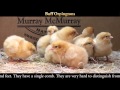 Video: Buff Orpington Baby Chicks