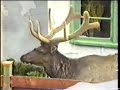 Luckly, elks can\