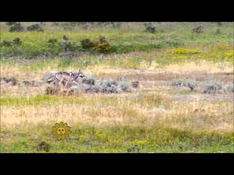 Gray Wolves