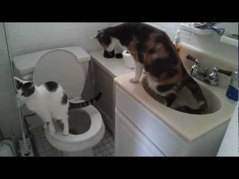 how to pee in a sink