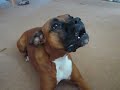 Crazy Boxer Can Count Crazy Boxer Can Count