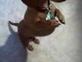 Peanut the Wienerdog