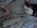 Calico and Sphynx Cat Big Brother 8 Spoof 2007