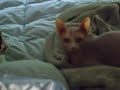 Calico and Sphynx Cat Big Brother 8 Spoof 2007