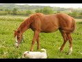 Click here to watch this video Pepitas Rainbow (sorrel mare)
