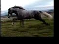Andalusian Stallion Notorio DW (Don Marco x Jarana)