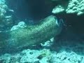 amazing animal fight