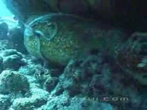 AMAZING ANIMAL FIGHT -  Eel vs  Octpus 