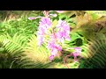 Transcendental  Etude Nr. 3  Franz Liszt