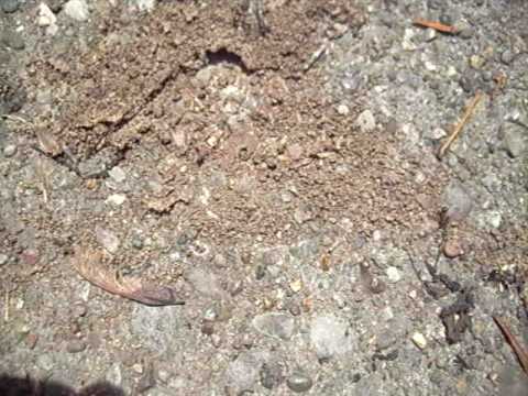 TERMITES VS ANT