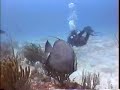 spotted leopard eel at playa del carmen