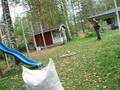 Fast Shooting -practice with 105# Kassai Bear