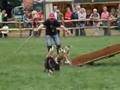 Border Collie video