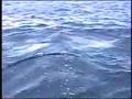 Giant Bluefin Tuna Fishing in Morehead City
