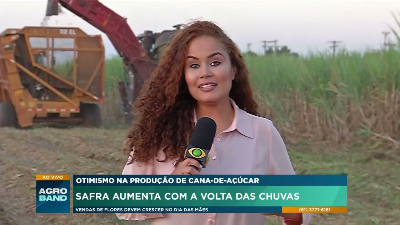 Otimismo na produção de cana-de-açúcar: Safra aumenta com a volta das chuvas