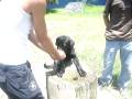 perro tomando agua