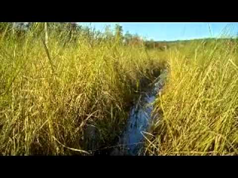 how to harvest wild rice