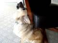 videos de Peanut singing to marvin gaye
