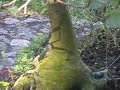 bonsai june 2008 part 2