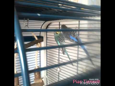 Warum ist Vogelsand so wichtig?