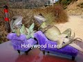 Froy D. Lizards Collection Clips