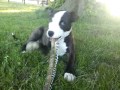 Click here to watch this video Tyson terrier