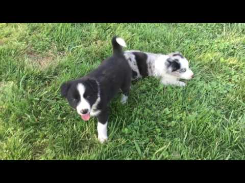 Border Collie Puppy - Pepper