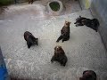 昭和新山熊牧場のエゾヒグマ