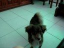 Bob e Maltine Bob e Maltine