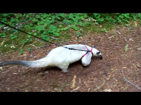 Running tamandua