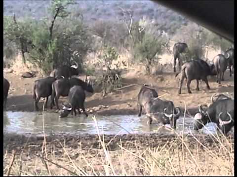 Pilanesberg Video No 5