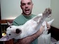 Rakelly - O C�O GATO!!! Bull Terrier...