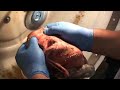 Taxidermy step-by-step