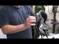 Taxidermy step-by-step