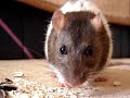 Ratten - Angel u blinky - rats