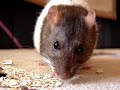 Ratten - Angel u blinky - rats