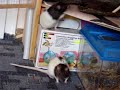 Ratten - Angel u blinky - rats