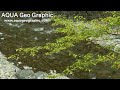 奥多摩湖の上流、多摩川の源流にあたる丹波川沿いの渓谷では5月頃美しい新緑の季節になります。 Freshly Green valley（Taba-keikoku,Yamanashi）