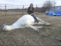 Hank - AWESOME well trained gelding ValleyViewRanch.net