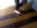videos de 4203933