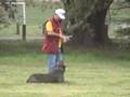 Boerboel video