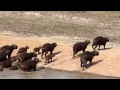 Safari, Los Chigüires.Con Venezuela IndÓmita ...