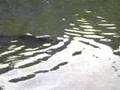 日比谷公園の巨大魚:YouTube閲覧数=249,199回