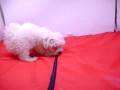 videos de Bichon BoloÃ±es Macho COV REF:119
