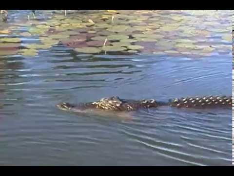 Saltwater Crocodile. Гребнистый крокодил (polozov 20)